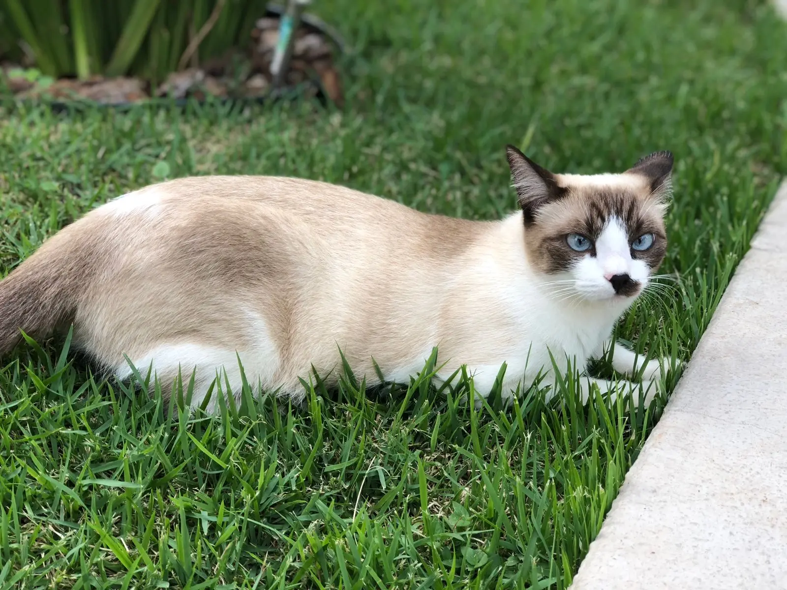 Gata está desaparecida em Paranavaí