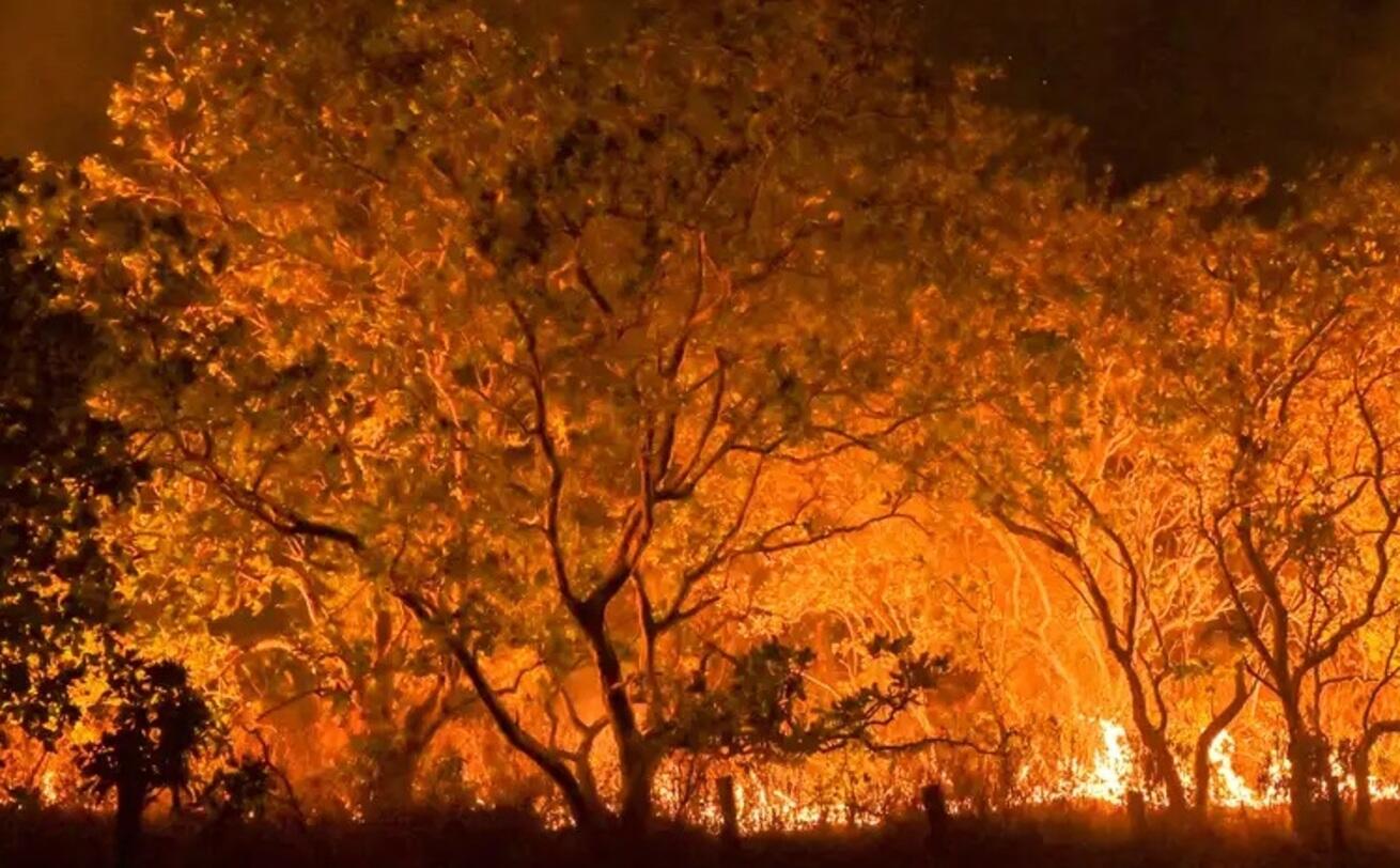 Delegado da PF diz que há indícios de ação coordenada em incêndios