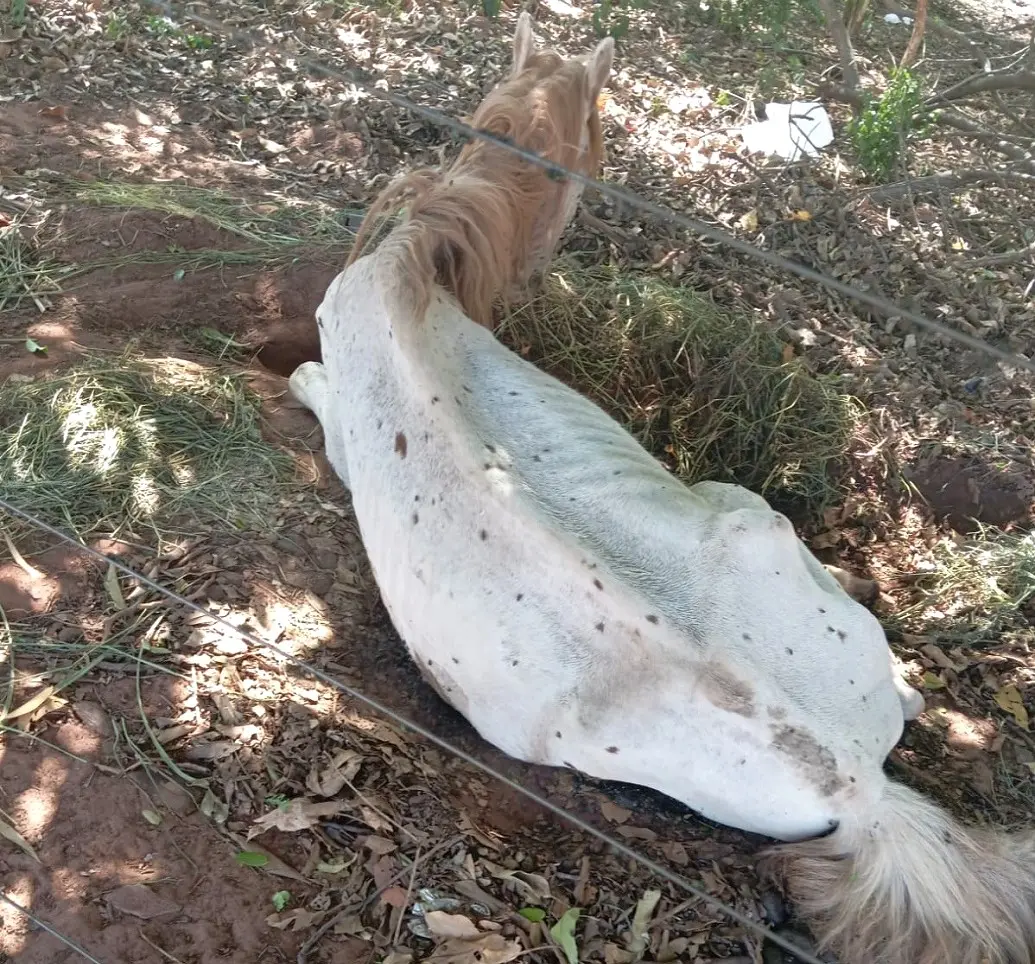 Homem é multado e encaminhado à Delegacia por maus-tratos de animal