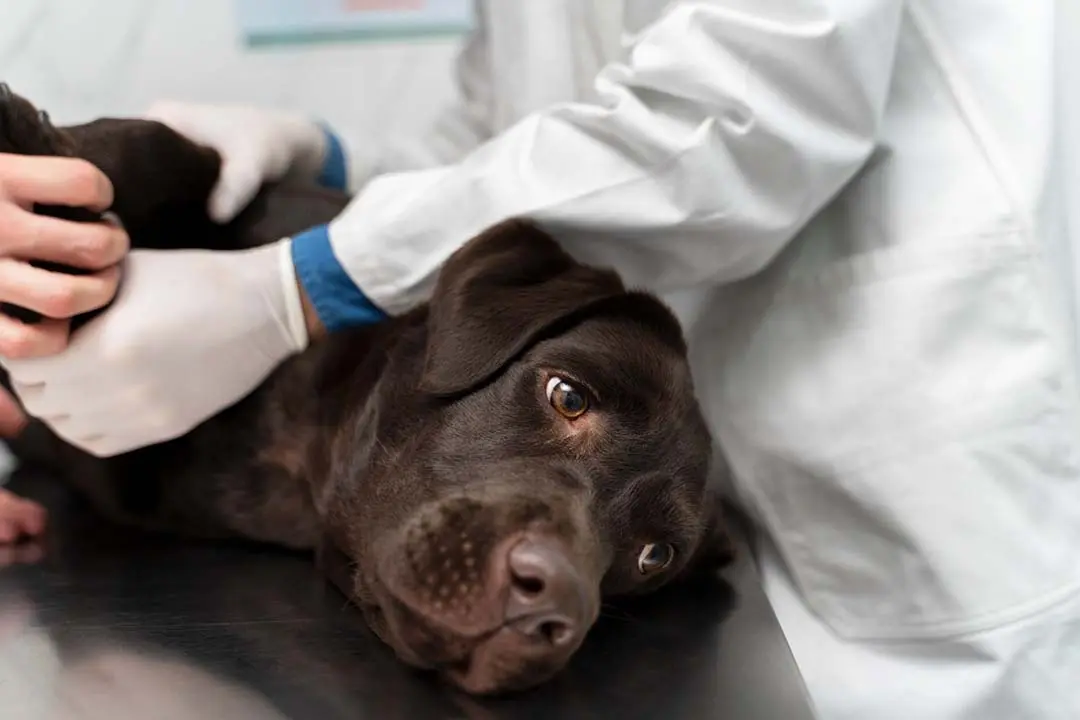 Proteja seu pet da dermatite no calor:saiba como evitar irritações e infecções