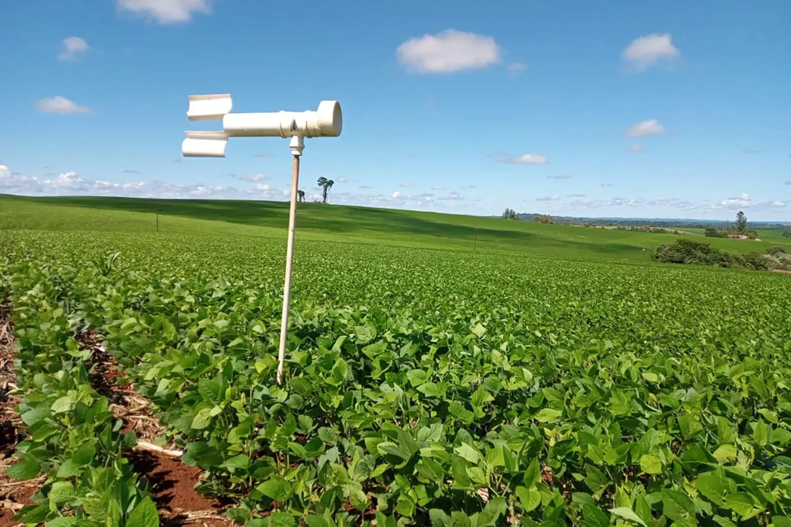 Plantio da soja no Paraná ultrapassa 90% de área das lavouras