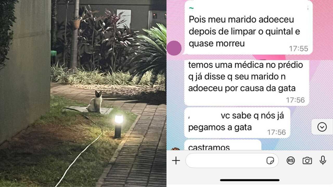 Gata vira motivo de briga em condomínio de Campo Grande, mas consegue final feliz