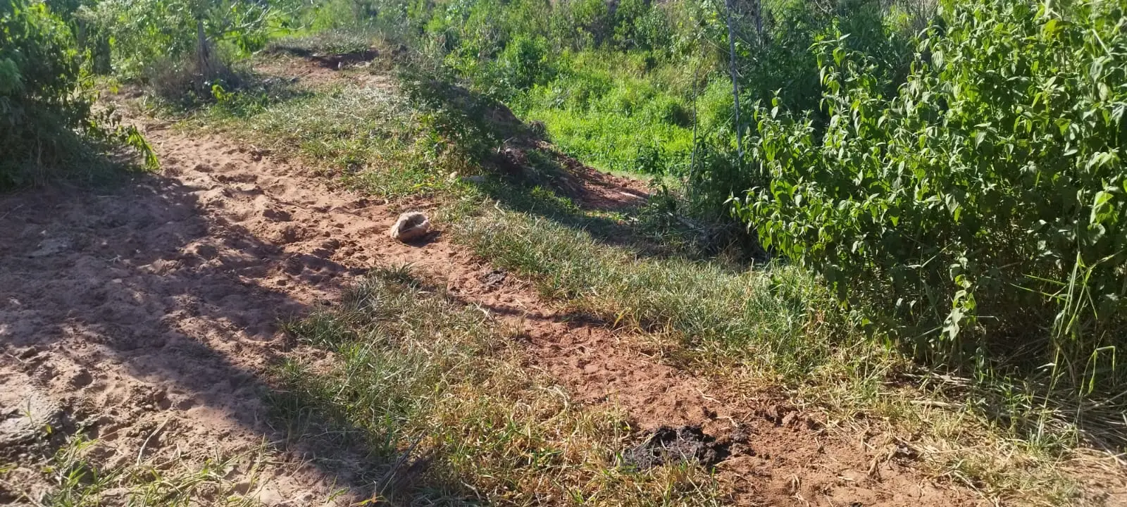 Homem é multado em R$ 10 mil por atividade agrícola em Área de Preservação Ambiental em Santa Isabel do Ivaí