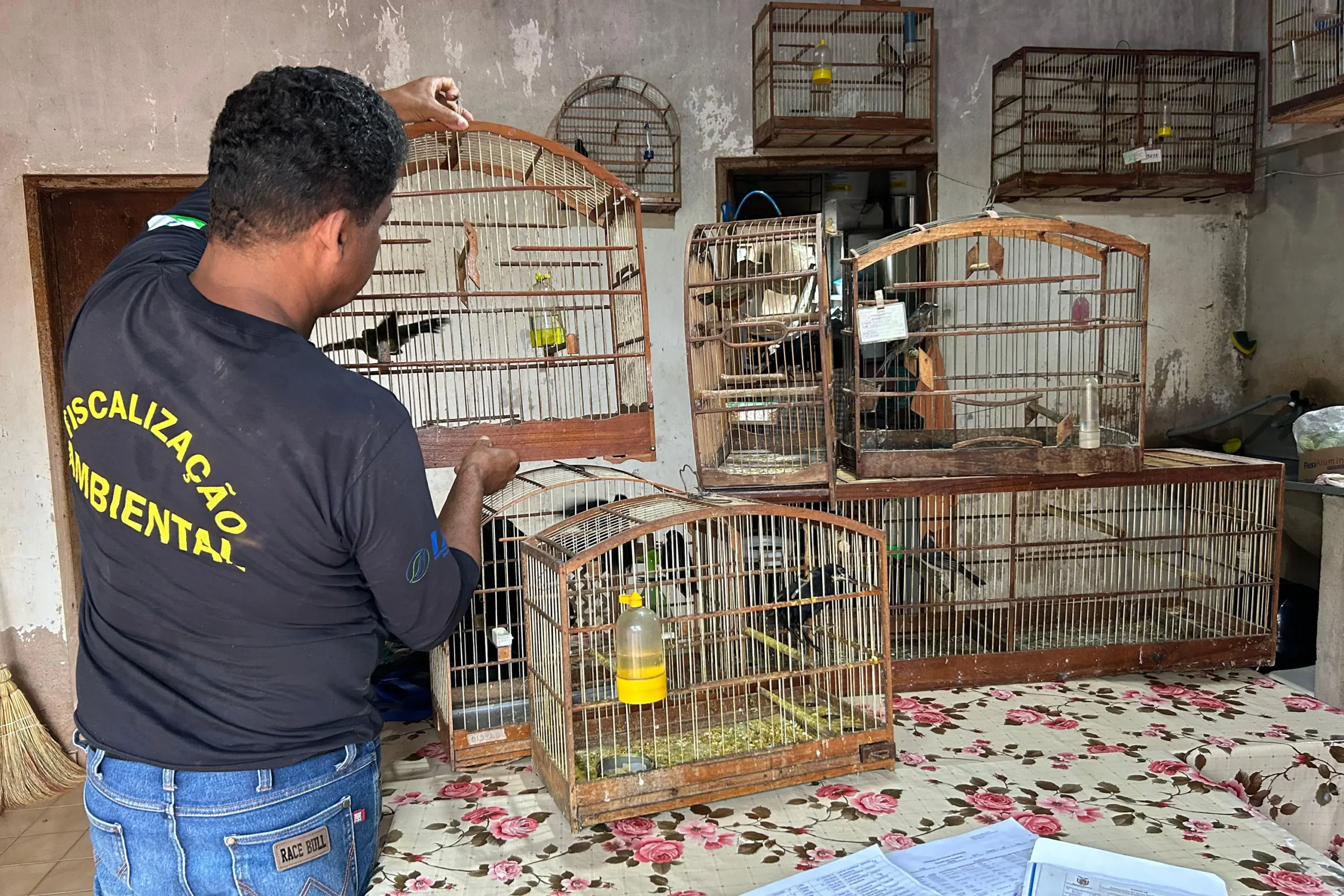 IAT aplica multa de R$ 24,5 mil e resgata 12 aves silvestres de criadouros no Noroeste