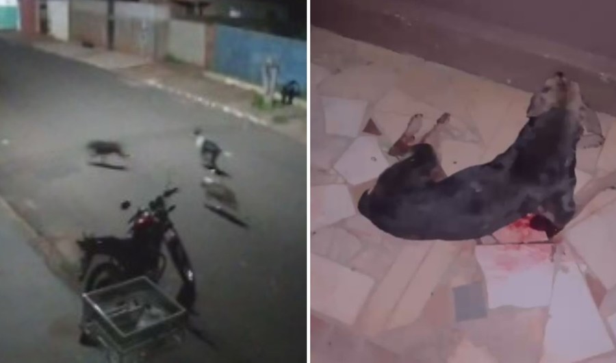 Nova Andradina – Cães da raça Pitbull atacam e matam cadela no Bairro