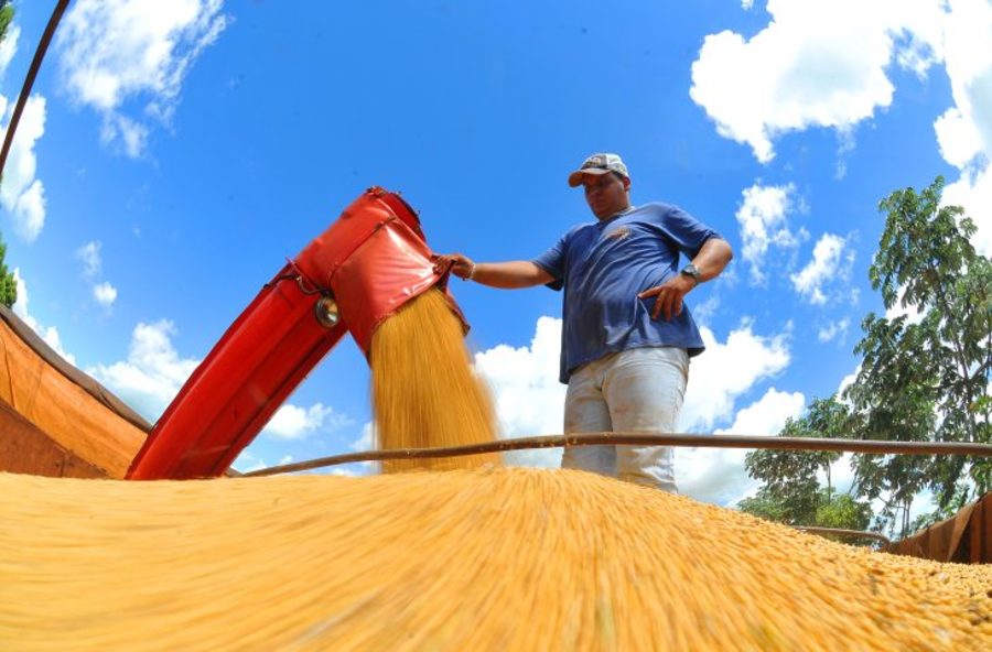 Produtores rurais devem declarar área plantada de soja até o dia 10 de