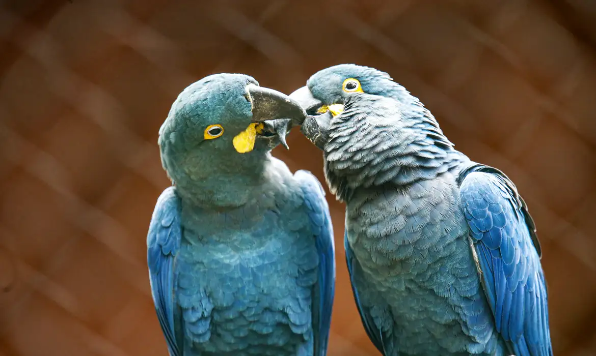 Ameaçada de extinção, mais uma arara-azul-de-lear nasce no Brasil