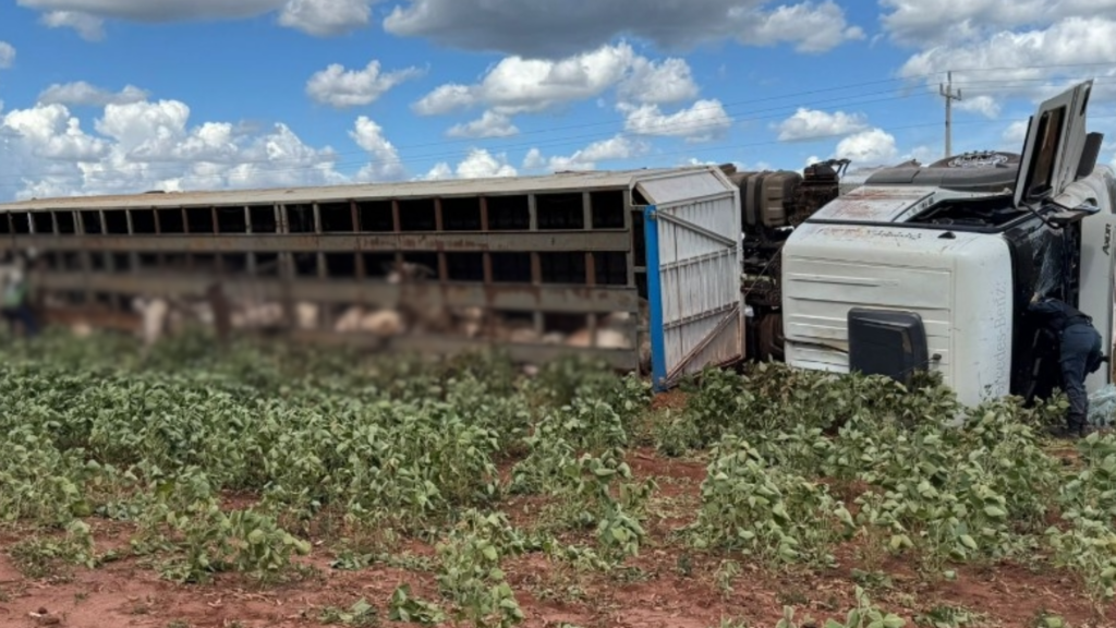 Ao desviar de buraco na rodovia, carreta com gado tomba na MS-134 em Nova Andradina