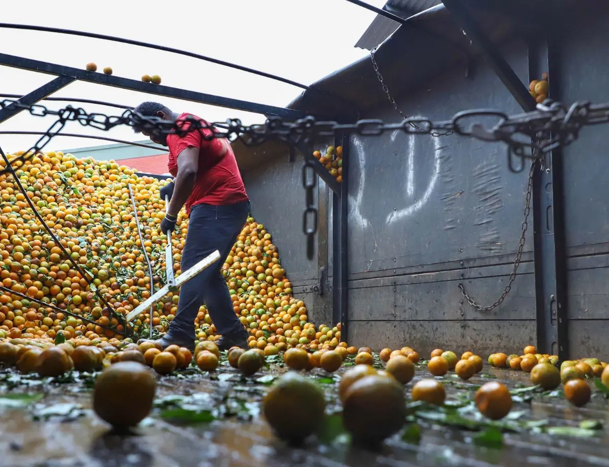 Exportações de frutas do Paraná crescem 33% e chegam a US$ 14 milhões em 2024