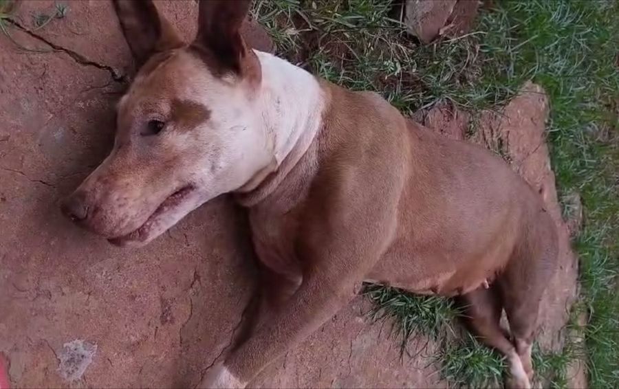 Moradores do Bairro Horto Florestal denunciam envenenamento de cães –