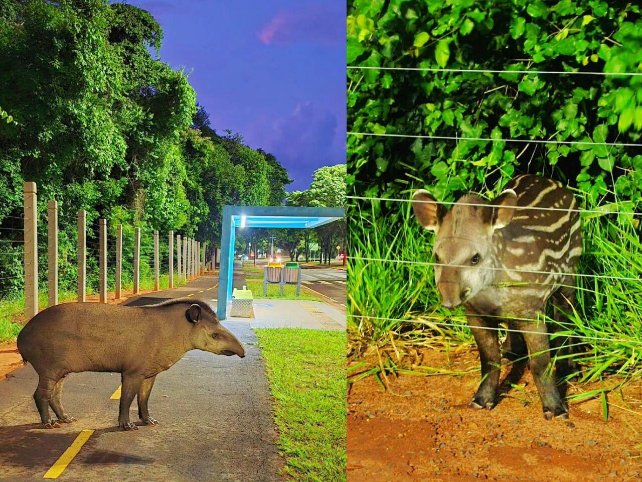 Obcecada em encontrar anta, Marina realiza sonho e flagra mamífero com filhote no Parque das Nações