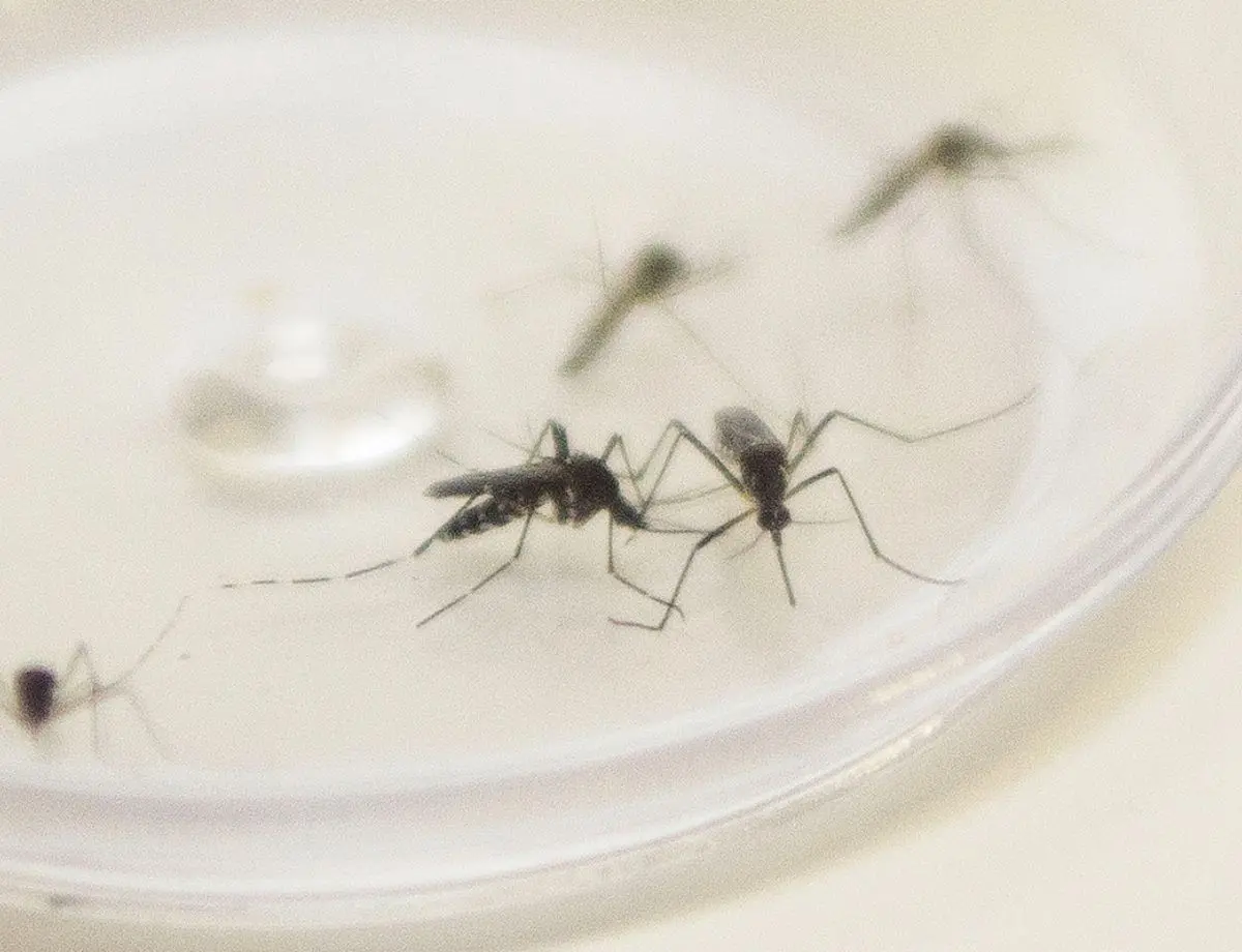 Paranavaí tem médio risco de infestação do mosquito da dengue, indica levantamento 